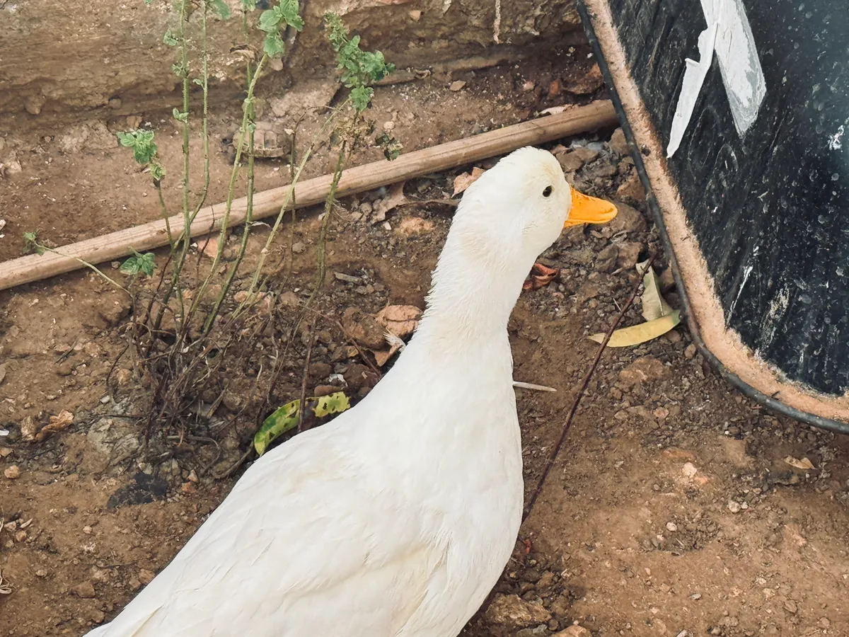 A white duck in an earthy corner of the garden.