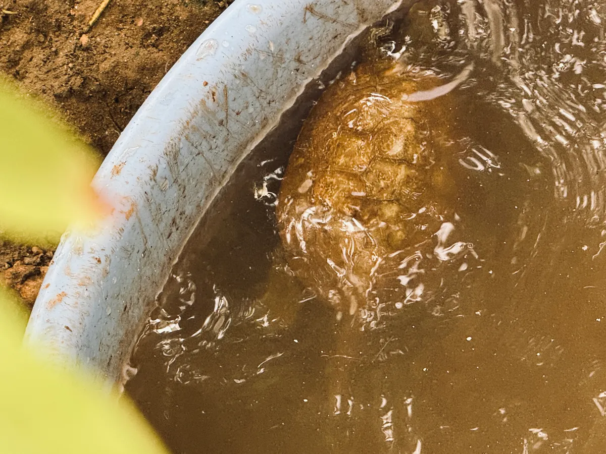 A turtle in a water basin.